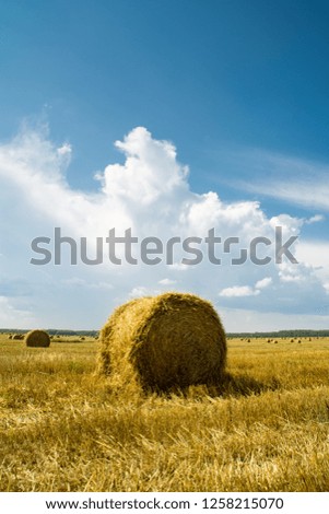 Hay bales. Agriculture field with cloudy sky