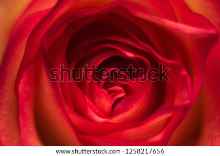 Scarlet rose. Macro and close up flower