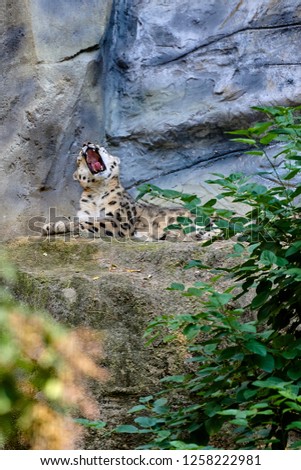 Snow leopard or ounce (Panthera uncia)