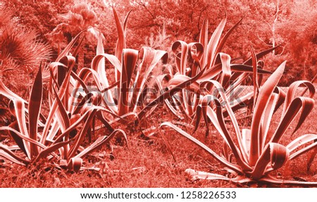 Creative trendy coral background made of fresh leaves. Color of the year 2019. Natural floral background texture. Image. toned, close-up