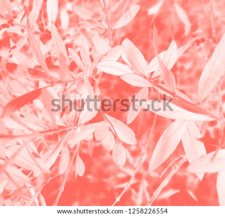 Creative trendy coral background made of fresh leaves. Color of the year 2019. Natural floral leaf background texture. Image. toned, close-up