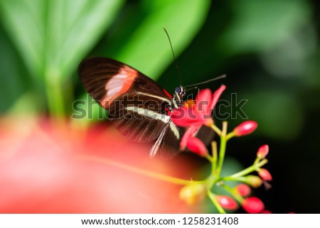 Beautiful macro picture of a black, red and white butterfly sitting on a bright flower.
