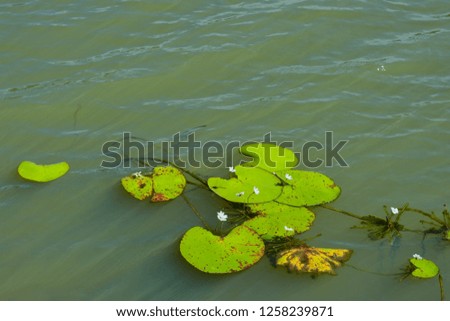 Lotus and vegetable weed in fresh water In the tropical Southeast Asia.