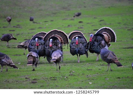 This is a picture of wild turkeys on our ranch in the western part of Northern California. 