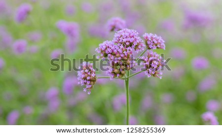 Purple flowers on a green background