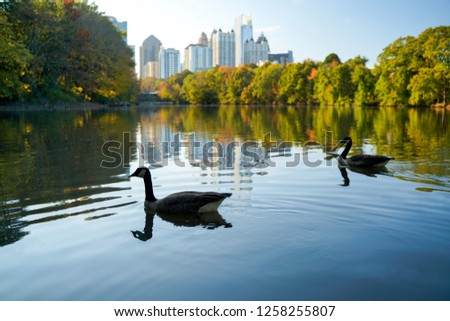 Skyline and reflections of midtown Atlanta, in Lake from Piedmont Park, Early Evening sunset, with Geese - Image