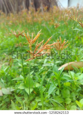 green grass flower