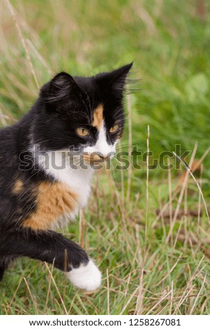 cute multi colored domestic cat surrounded by green grass walks into the picture