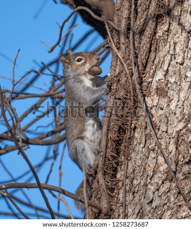 A Louisiana gray squirrel, Sciurus carolinensis, while holding a nut in its mouth, climbs a tree.
