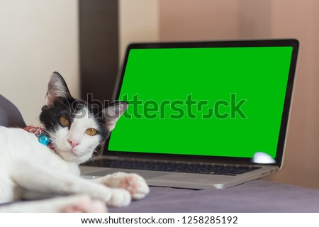 Cat looking at camera with green screen background
