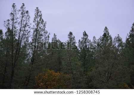 This is a photo of the foothills on our ranch in the western part of Northern California. 