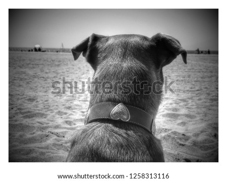 black and white picture, dog facing forward at beach 