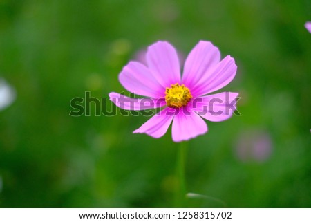 Close up the pink cosmos flower with the green background by locate on the right side of picture for wallpaper or background