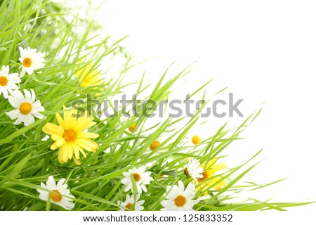 Daisy flower in green grass,isolated on white.