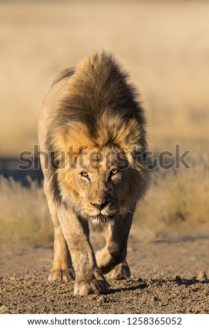 A male black maned Kalahari Lion (Panthera leo) walking head on against a blurred background, Kgalagadi transfrontier park, South Africa