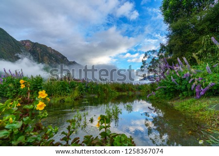 foggy river with lupins in the mountains, southland, new zealand