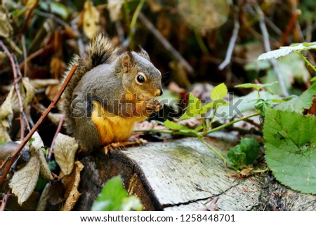 A lovely squirrel eating nuts 