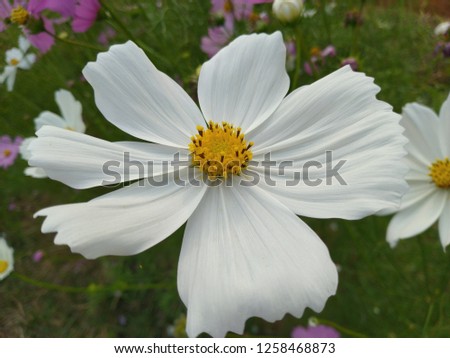 White flower.If you like this picture please share with your friends. 