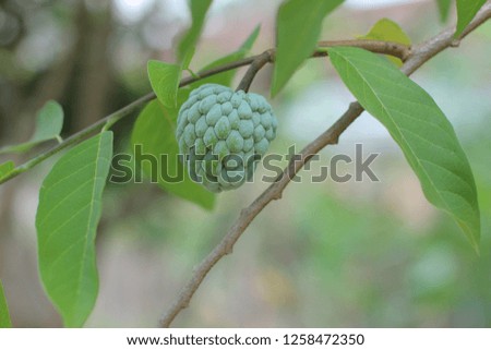 raw srikaya fruit on the tree