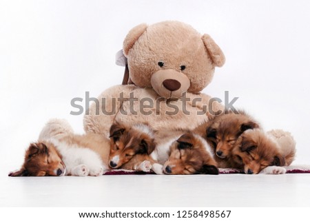 Shetland sheepdog sheltie puppy group portrait sleeping dogs