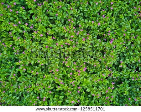 
Top view of colorful many flower blooming in springtime background
