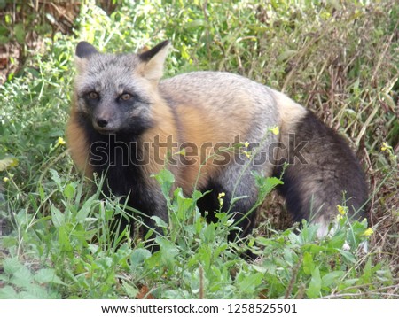 This is a Picture of a Fox 