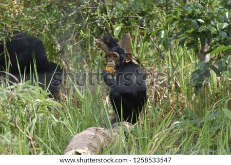 chimpanzee foraging in African forest 