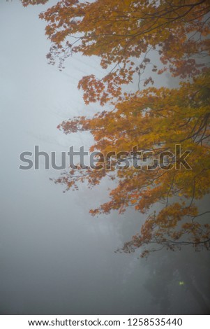 Blur picture contain fog of Maple tree in Autumn season contain fog at Nikko,Japan
