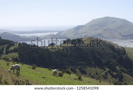 Sheep posing in the foreground in Otago Peninsula in New Zealand