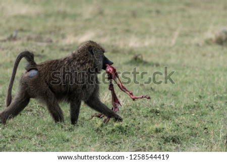 Baboon feeding on a baby thomson's gazelle