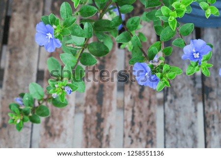 Convolvulus mauritianus  on old wood backgrounds. nature backgrounds in the garden. Royalty-Free Stock Photo #1258551136