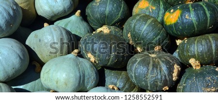 Freshly picked colorful squashes and pumpkins on display at the farmers market