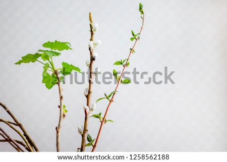 early spring, flowering branches in  room, creating  cozy atmosphere