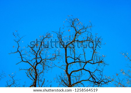 silhouettes of trees against  blue sky, sunny day, horizontal format