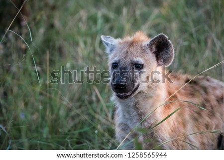Portrait of a hyena