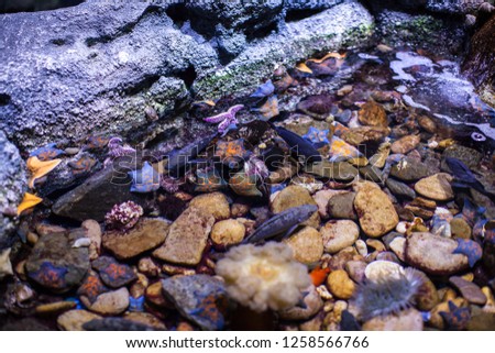 various Colorful starfishes on rocks in water tank of aquarium. underwater wild life