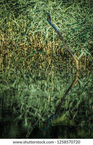Kingfisher image (Yamato-shi Izumi Forest Park)