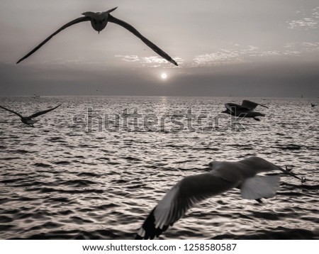 black white photo of Seagull  seabird flying over the sea on the background of sunset (sunrise, beach, sunset