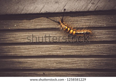 caterpillar animal insect bug in nature walking on old wood wall of garden background