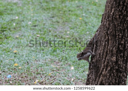 Squirrels are climbing trees.