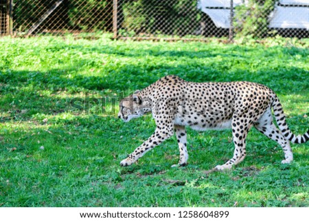 Beautiful cheetah on green grass