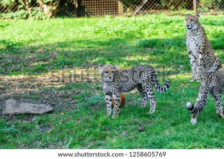 Beautiful cheetah and her cub on green grass