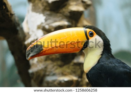Toco toucan bird