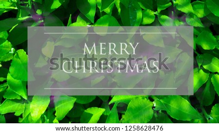 Creative layout made of Christmas. Nature concept.