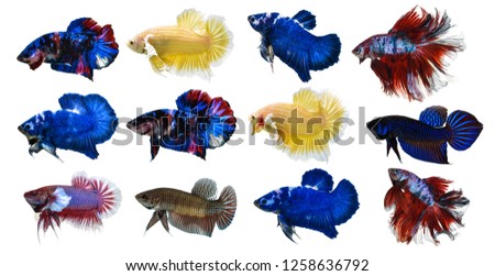  fighting fish on white background.