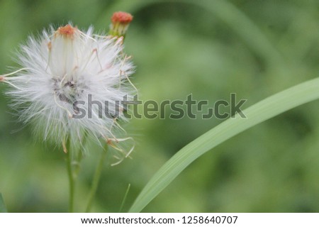 Fluffy White Dandelion