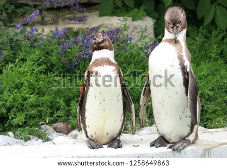 Two Humboldt penguins (Spheniscus humboldti) standing on rocks in front of green foliage’s