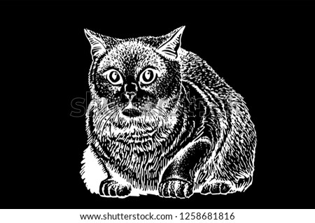 Graphical hand-drawn domestic fat cat isolated on black background, vector sketch 