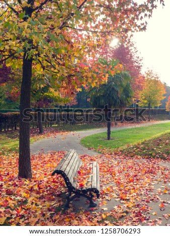 Red and yellow leafs falling on a bench in a park during fall. Colourful trees in background, little patch of grass fading into the distance.