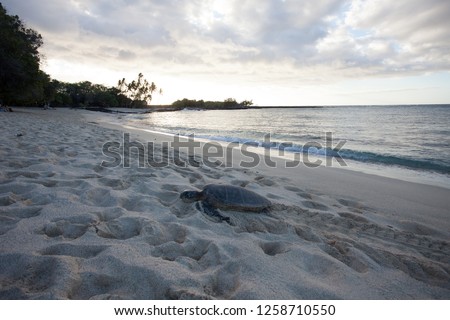 Sea Turtle On White Sand Beach in Hawaii